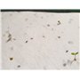 Lot de 10 cartes et enveloppes A6 à planter - Respectueux de l'environnement, biodégradable, parfait pour les notes de remerciem