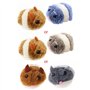 chatons