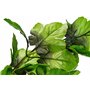 Amtra Wave Hygrophila Plante Réplique pour Aquariophilie 30 cm
