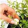 Velda 122250 Lot de 50 Boules d'engrais pour Plantes d'eau Growth Balls