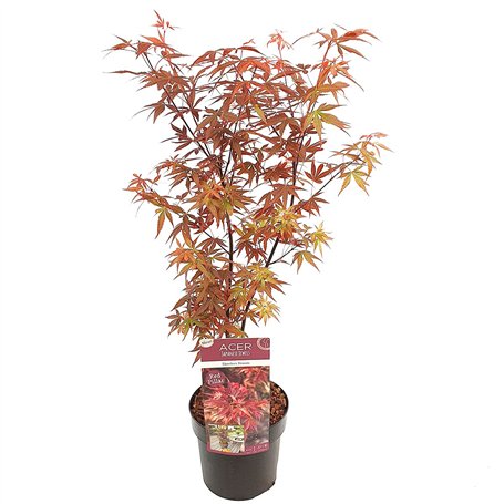 Acer 'Skeeter's Broom' – Érable du Japon – Arbuste – Entretien facile – ⌀19 cm - 60-70 cm