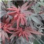 Acer 'Skeeter's Broom' – Érable du Japon – Arbuste – Entretien facile – ⌀19 cm - 60-70 cm