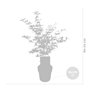 Acer 'Skeeter's Broom' – Érable du Japon – Arbuste – Entretien facile – ⌀19 cm - 60-70 cm