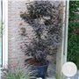 Acer 'Skeeter's Broom' – Érable du Japon – Arbuste – Entretien facile – ⌀19 cm - 60-70 cm