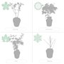 Acer 'Skeeter's Broom' – Érable du Japon – Arbuste – Entretien facile – ⌀19 cm - 60-70 cm