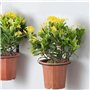 CURTEK Lot de 4 supports muraux pliables en métal pour pot de fleurs de 10,2 cm - Pour décoration intérieure et extérieure