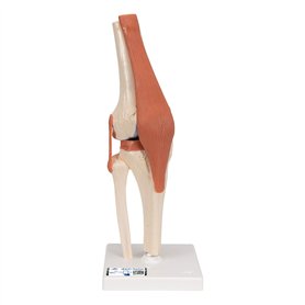 3B Scientific A82/1 Modèle Fonctionnel de Luxe de l'Articulation du Genou + Application anatomie gratuite - 3B Smart Anatomy