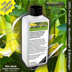 Brugmansia
