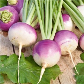 Germisem graines Navet potager NANCY