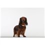 Répulsif ultrason chien - TICKLESS MINI DOG&CAT - Protection tiques et puces - Hot Peach