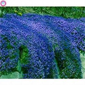 30 Pcs Thym Rampant Ou Multi-Couleur Rock Cress Vivace Fleur Couvre-sol Fleur Jardin Dcoration Graines: 3
