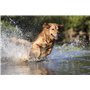 SKIPDAWG Balle de tennis pour chien avec couineur.
