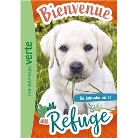 Bienvenue au refuge 08 - Un labrador en or