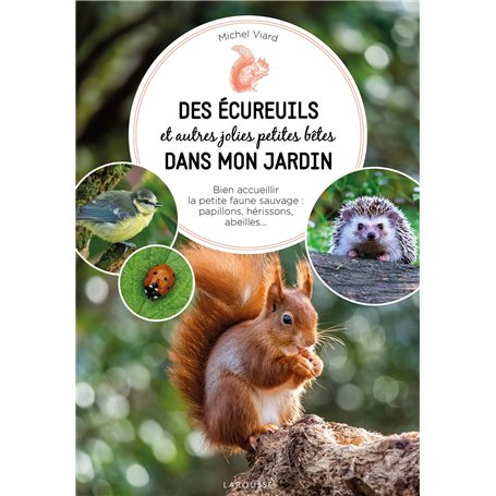 Des écureuils dans mon jardin