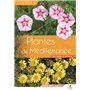 Plantes de Méditerranée