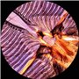 AmScope Lot de 100 Diapositives de Microscope préconçues pour Jeu de biologie à la Maison