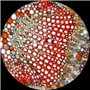 AmScope MU500-CK Microscope USB 5 MP + logiciel + kit d'étalonnage
