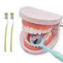 NIYATA 2Pcs Modele Demonstration Dentaire,Modele Dentaire Pedagogique,Modele Dentaire avec 2 Brosse à Dents Plastique,pour Démon