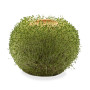 Kikkerland Green Orb Pot de Fleurs en Terre Cuite Marron Taille Unique