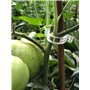 clips de vigne