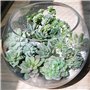 11 Pièces Mini Plante Artificielle Plante Artificielle Exterieur pour Maison Décoration