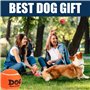 AMA SPORT - AD-Dog-Orange - Balles de Tennis pour Chiens (6,35 cm) -Taille M - Orange - Lot de 12 - Rebond Adapté - Haute Visibi