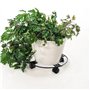 JEUIHAU Lot de 6 paniers de fleurs en métal de 27 cm avec roue de frein pivotante, porte plante a roulettes, support rond robust