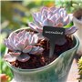 100 pièces Etiquette Jardin Extérieur - Étiquette en Plastique Imperméable pour Potager - Étiquettes de Plantes - Etiquetage Pot