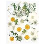 CENPEK Fleurs pressées séchées Fleurs séchées Naturelles Fleurs pressées réelles Fleurs séchées colorées pour Bijoux en résine N