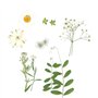 CENPEK Fleurs pressées séchées Fleurs séchées Naturelles Fleurs pressées réelles Fleurs séchées colorées pour Bijoux en résine N