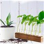 Vase en Verre De Tube À Essai Station De Propagation Vase en Verre Hydroponique avec Support en Bois pour Plantes Hydroponiques,