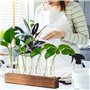 Vase en Verre De Tube À Essai Station De Propagation Vase en Verre Hydroponique avec Support en Bois pour Plantes Hydroponiques,