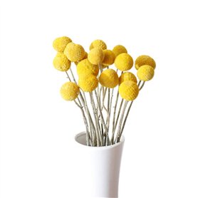 Lot de 30 tiges de fleurs séchées naturelles Craspedia de 2