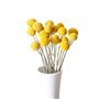Lot de 30 tiges de fleurs séchées naturelles Craspedia de 2