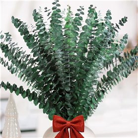 Neuytiky 20 Pièces Eucalyptus Seches