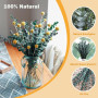 Tige D'Eucalyptus
