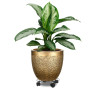 MUKLEI Lot de 4 support a roulette plante, support pot de fleur roulette ronds en métal de 27 cm de diamètre avec roues verrouil