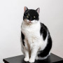 WEILONGB Masque chauve-souris pour chat et animal domestique pour décoration de fête d'Halloween, accessoires de déguisement de 