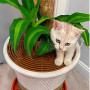 Lot de 4 grilles de pot de fleurs : protection des plantes chat grand 52 cm et 28 cm découpable protection des plantes pot de fl