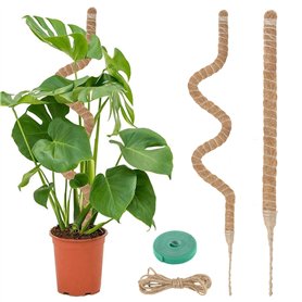 VFANDV Tuteur Plante