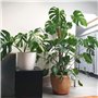 120CM Support Plante Grimpante Tuteur Coco avec Twist 2 Meter pour Soutenir Les Plantes