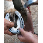 QWORK® Lot de 5 Kit pour Changer de Fer à Cheval, Pince à Sabots - Couteau à Sabot - Râpe à Sabot - Marteau à Sabot - Pince à Ri