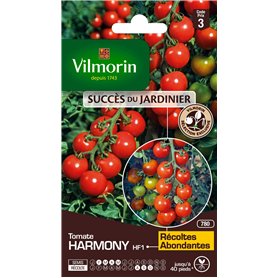 Vilmorin - Tomate Harmony - variété précoce - vigoureuse - rendement jusqu'à 2 à 4 kg par Pied- Type Cocktail - Chair juteuse et