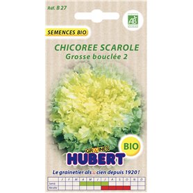 Graines de Chicorée Scarole Grosse Bouclée 2 BIO - 2 grammes