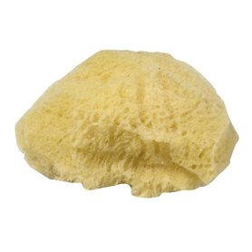 Rayher Eponges naturelles