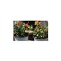 Seeds Plants Shop ID1187 Lot de 10 graines de chorizema diversifolium pour arbustes de jardin