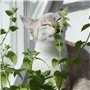 PRETTY KITTY Herbe à Chats séchée 100g : Herbe à Chat Naturelle de qualité supérieure - Jouet pour Chats et friandise stimulante