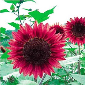 Semences de fleurs 50PC Mini arc graines de tournesol