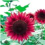 Semences de fleurs 50PC Mini arc graines de tournesol