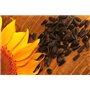 graines de tournesol rouge